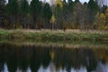 Forest on the banks of the pond Birch grove, green grass, thick firs and pines. The array is reflected Royalty Free Stock Photo