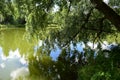 Forest on the banks of the river. Branches of trees and grass bent over the water. The sky clouds are reflected Royalty Free Stock Photo