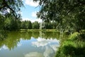 Forest on the banks of the river. Branches of trees and grass bent over the water. The sky clouds are reflected Royalty Free Stock Photo