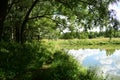 Forest on the banks of the river. Branches of trees and grass bent over the water. The sky clouds are reflected Royalty Free Stock Photo