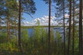 Forest on the banks of the river reach.