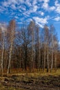 A forest of bare birch trees under a blue sky with scattered clouds Royalty Free Stock Photo