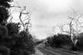 Forest of bare dead wriggly trees in line both sides of Great Ocean Road