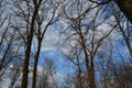 Forest with bare trees in early spring Royalty Free Stock Photo