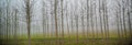 Forest of bare trees in the fog Royalty Free Stock Photo