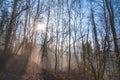 Forest of bare trees, with fog. Royalty Free Stock Photo