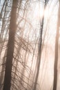 Forest of bare trees, with fog. Royalty Free Stock Photo