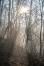 Forest of bare trees, with fog. Royalty Free Stock Photo