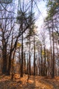 Forest of bare trees, with fog. Royalty Free Stock Photo