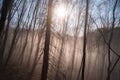 Forest of bare trees, with fog. Royalty Free Stock Photo