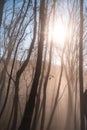 Forest of bare trees, with fog. Royalty Free Stock Photo