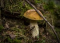 In the forest, at the base of the tree, a white mushroom grows. Royalty Free Stock Photo