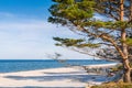 Forest beaches of the Baltic Sea, with sandy entrance, panoramic image. Royalty Free Stock Photo