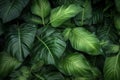 jungle nature forest palm tree beautiful tropical colourful green leaf background. Generative AI.