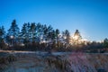 Forest and the beautiful blue cloudless sky Royalty Free Stock Photo