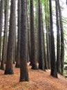 Beautiful Californian Redwood Trees