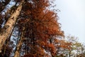 Cabin with forest in autumn sunlight