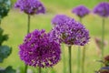 A forest of beautiful purple Allium flowers with very straight green stems standing tall like elegant trees Royalty Free Stock Photo