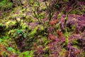 Forest Beautiful Textures, Autumn Colors Ground Floor Patterns, Nature Background