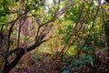 Forest Beautiful Textures, Autumn Colors and Patterns, Nature Background