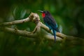 Forest bee eater. Black bee-eater, Merops gularis, bird. African tropical rainforest. Black bee-eater sitting on tree branch in Royalty Free Stock Photo