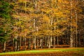 The forest of beech trees is amazing in autumn fall season colors Royalty Free Stock Photo