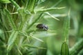 Forest beetle on a leaf . Royalty Free Stock Photo