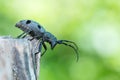 Forest beetle - Morimus funereus Royalty Free Stock Photo