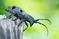 Forest beetle - Morimus funereus Royalty Free Stock Photo