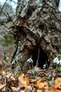 Spring forest with snowdrops Royalty Free Stock Photo