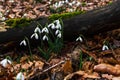 Spring forest with snowdrops Royalty Free Stock Photo