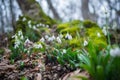 Spring forest with snowdrops Royalty Free Stock Photo