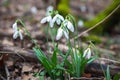 Spring forest with snowdrops Royalty Free Stock Photo