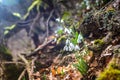 Spring forest with snowdrops Royalty Free Stock Photo