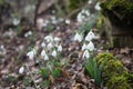 Spring forest with snowdrops Royalty Free Stock Photo