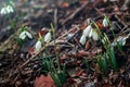 Spring forest with snowdrops Royalty Free Stock Photo