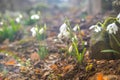 Spring forest with snowdrops Royalty Free Stock Photo