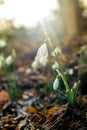 Spring forest with snowdrops Royalty Free Stock Photo