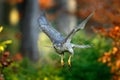 Forest behaviour, bird in fly. Flying bird of prey Goshawk with blurred orange autumn tree forest in the background, Germany, Euro Royalty Free Stock Photo