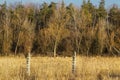 Forest behind a barbed wire fence Royalty Free Stock Photo