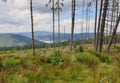 Forest being cut down by illegal logging, Apuseni