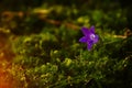 Forest bell flower Royalty Free Stock Photo