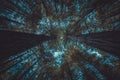 Forest from below with blue sky barely visible