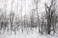 Forest belt from birches in winter