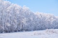 Forest belt of poplar trees under hoarfrost in snow field in win