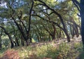 Forest of bent cork oaks Royalty Free Stock Photo