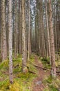 Forest in Berchtesgadener Land, Germany Royalty Free Stock Photo