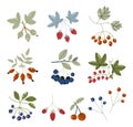 Forest berries flat icons blueberry, cranberry, raspberry, strawberry, cherry, rowan berry, blackberry. Doodle fruits. Set of Royalty Free Stock Photo