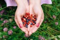 Forest berries in the hands of blueberries and strawberries