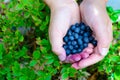 Forest berries on the hands of a young girl against the background of berry bushes Royalty Free Stock Photo